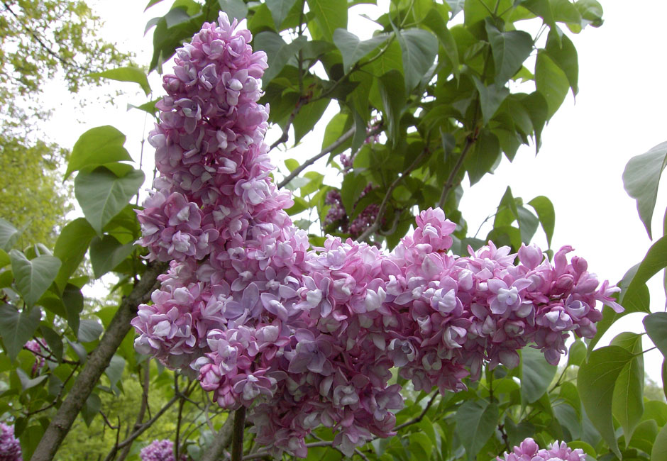 ''Perle von Stutgart'' Syringa vulgaris